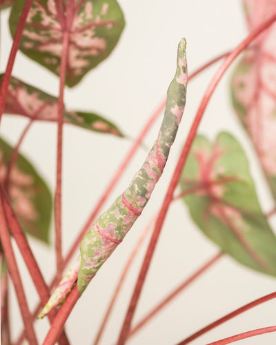 Eine Nahaufnahme zeigt ein neues Blatt von Caladium 'Roze', das sich inmitten von reifen, herzförmigen Blättern mit rosa Adern auf grünem Grund entfaltet und rosa und grün gesprenkelt ist. Der sanft verschwommene Hintergrund hebt die leuchtenden Farben der Pflanze hervor.