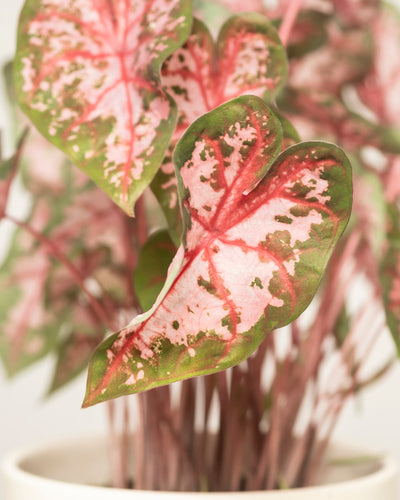 Nahaufnahme von Caladium 'Roze', einer auffälligen Zimmerpflanze mit herzförmigen Blättern mit rosafarbener Mitte, grünem Rand und weißen und roten Sprenkeln. Diese farbenfrohe Pflanze steht in einem beigen Topf mit unscharfen Stängeln im Hintergrund.