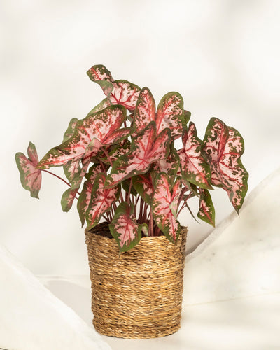 Ein Caladium 'Roze' mit großen, herzförmigen rosa, grünen und weißen Blättern sitzt in einem geflochtenen Korb vor einem hellen Hintergrund.