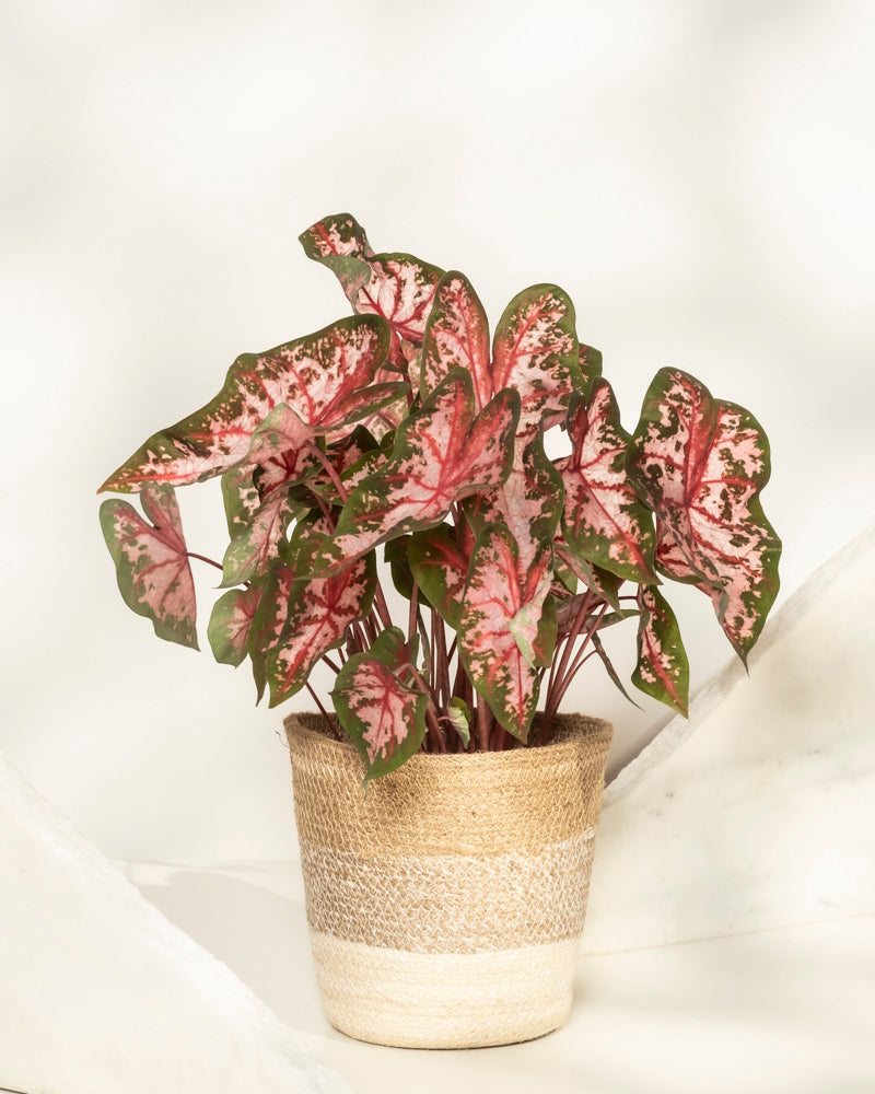 Ein Caladium 'Roze' mit rosa und grünen pfeilförmigen Blättern sitzt in einem geflochtenen Korb mit weißen und beigen Streifen vor einem hellen, neutralen Hintergrund.