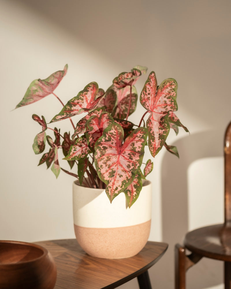 Ein getöpfertes Caladium 'Roze', das für seine großen grünen Blätter mit rosa Mitte bekannt ist, steht auf einem Holztisch. Das Sonnenlicht bringt diese auffällige Zimmerpflanze zur Geltung, in deren Nähe sich eine Holzschale und ein Stuhl befinden.