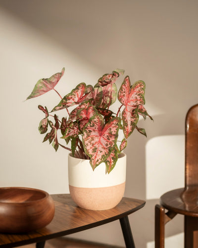 Ein getöpfertes Caladium 'Roze' mit rosafarbenen und grünen herzförmigen Blättern steht auf einem Holztisch neben einer Holzschale, mit einem Holzstuhl und einem weißen Stuhl im Hintergrund.