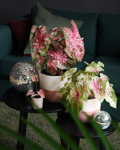 Eine gemütliche Wohnzimmerszene mit zwei Topfpflanzen aus Buntblatt und Caladium-Pflanzen mit leuchtend rosa und grünen Blättern auf kleinen schwarzen Tischen. Dazu eine kleine Pflanze und zwei Diskokugeln. Im Hintergrund steht ein dunkelgrünes Sofa mit roten, grünen und grauen Kissen, im Vordergrund eine grüne Blattpflanze.
