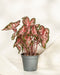 Caladium 'Roze' ist mit seinen breiten, herzförmigen, rosa und grünen Blättern eine wunderschöne Zimmerpflanze, die sich gut vor einem hellen Hintergrund macht.