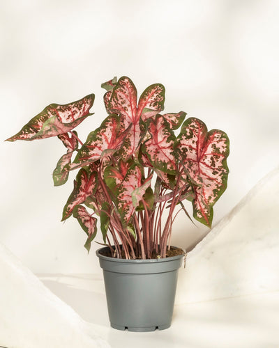 Caladium 'Roze' ist mit seinen breiten, herzförmigen, rosa und grünen Blättern eine wunderschöne Zimmerpflanze, die sich gut vor einem hellen Hintergrund macht.