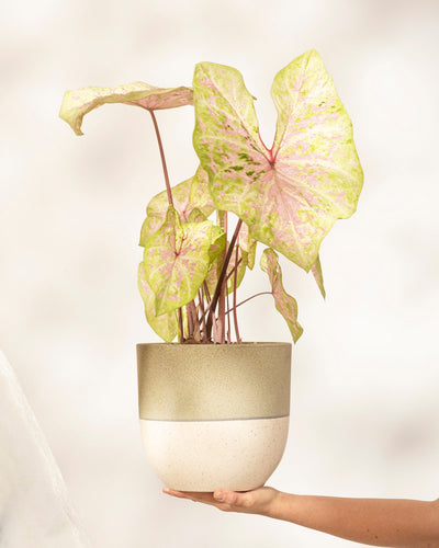 Caladium 'Seafoam Pink'
