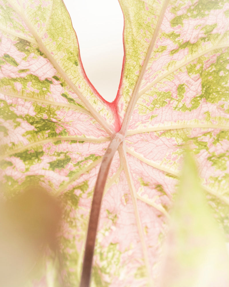 Caladium 'Seafoam Pink'