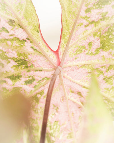 Caladium 'Seafoam Pink'