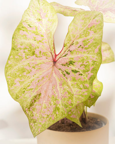Caladium 'Seafoam Pink'