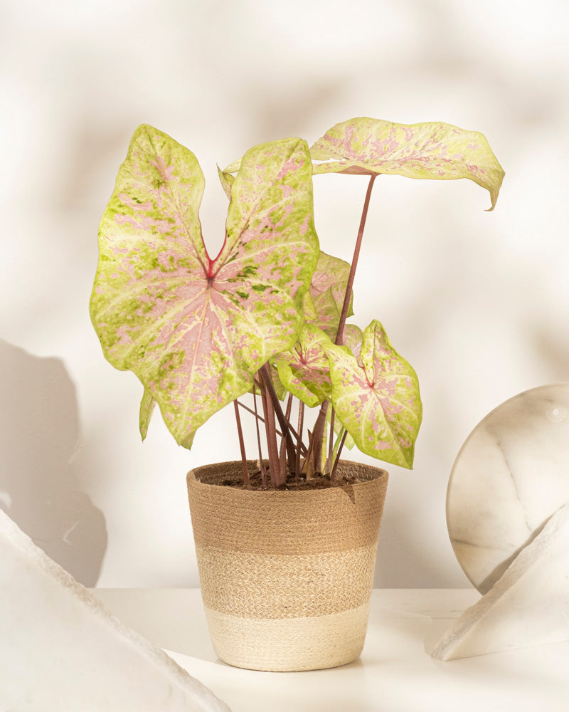 Caladium 'Seafoam Pink'
