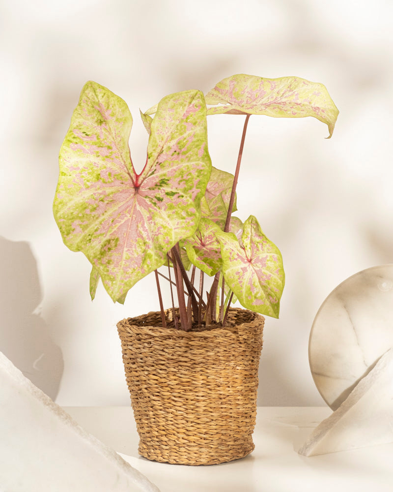 Caladium 'Seafoam Pink'