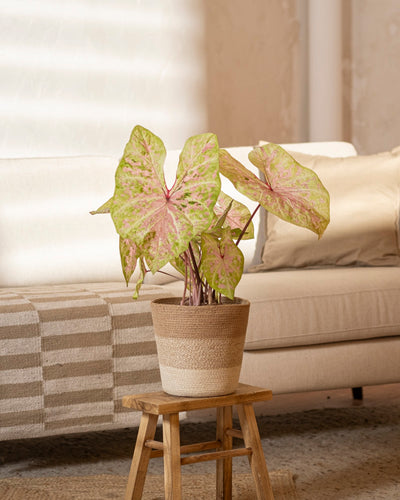 Caladium 'Seafoam Pink'