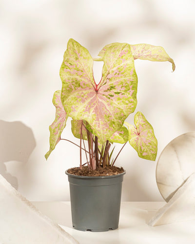 Caladium 'Seafoam Pink'