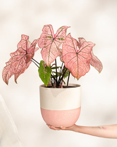 Eine Hand hält ein Caladium „Spring Fling“ mit großen rosa und grünen Blättern in einem weiß-rosa Topf vor einem hellen Hintergrund – eine lebendige Möglichkeit, Ihre Pflanzensammlung aufzuhellen.