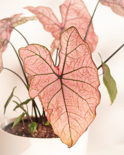 Eine Nahaufnahme der Caladium „Spring Fling“ mit ihren hellrosa, herzförmigen Blättern mit auffälligen grünen Rändern und Adern. In einem weißen Topf mit sichtbarer Erde ist diese wunderschöne Pflanze ein Muss für jede Sammlung.