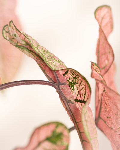 Die Nahaufnahme von Caladium „Spring Fling“ zeigt seine rosa und grün panaschierten Blätter mit zarten Adern vor einem hellen Hintergrund, der Struktur und Muster hervorhebt und sich ideal für jede Pflanzensammlung oder als saisonale Ausstellung eignet.