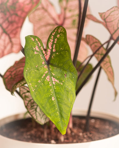 Eine Nahaufnahme der Caladium „Spring Fling“ in einem weißen Topf zeigt ihre herzförmigen Blätter mit rosa Flecken und Adern. Einige Blätter sind rosa mit grünen Rändern, was diese Saisonpflanze zu einer leuchtenden Ergänzung für jede Pflanzensammlung macht.