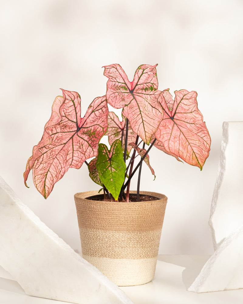 Das Caladium „Spring Fling“ mit seinen großen rosa und grünen Blättern sitzt auf einer weißen Oberfläche zwischen zwei marmorartigen Platten – ein Blickfang für jede Pflanzensammlung vor einem neutralen Hintergrund.