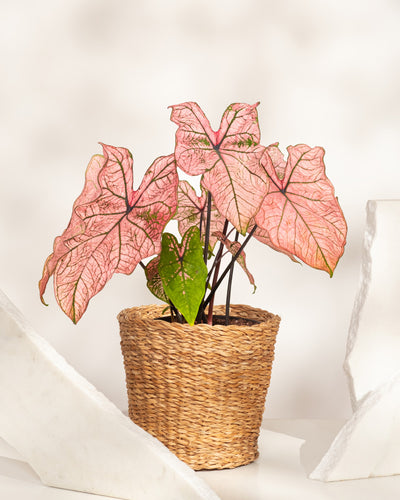 Eine Caladium „Spring Fling“ mit großen, rosa und grün geäderten Blättern steht in einem geflochtenen Korb auf einer weißen Oberfläche, flankiert von zwei weißen strukturierten Objekten – eine auffällige Ergänzung für jede Pflanzensammlung.