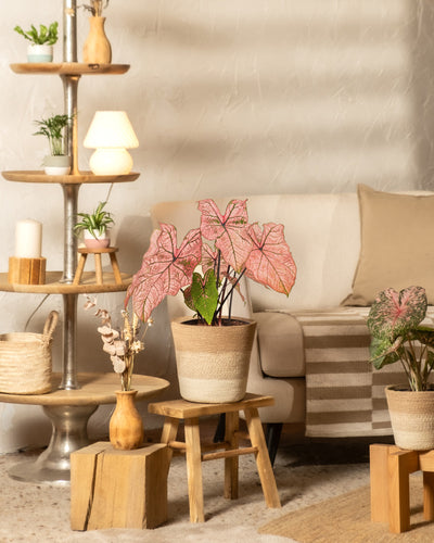 Gemütliches Wohnzimmer mit einem neutralen Sofa, einer gestreiften Decke und Holzhockern mit Pflanzen wie Caladium „Spring Fling“ – bekannt für ihre rosa und grünen Blätter – neben einem mehrstufigen Regal mit Dekor und einer brennenden Lampe.