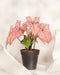 Caladium „Spring Fling“ mit großen rosa und grün geäderten Blättern sitzt zwischen zwei weißen Steinplatten auf einer hellen Oberfläche und ist vor einem sanft beleuchteten neutralen Hintergrund eine perfekte Ergänzung für jede Pflanzensammlung.
