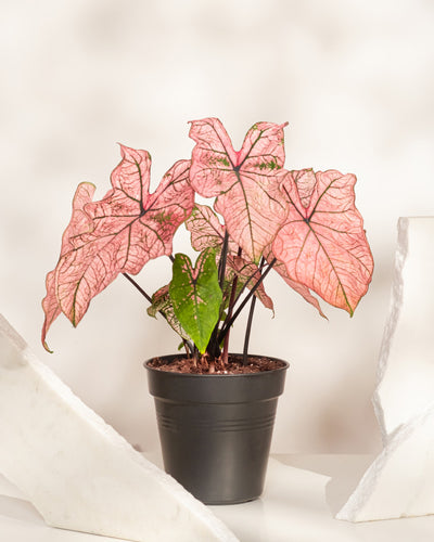 Caladium „Spring Fling“ mit großen rosa und grün geäderten Blättern sitzt zwischen zwei weißen Steinplatten auf einer hellen Oberfläche und ist vor einem sanft beleuchteten neutralen Hintergrund eine perfekte Ergänzung für jede Pflanzensammlung.