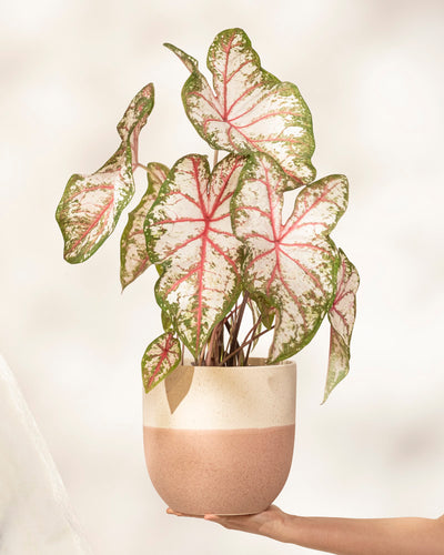 Caladium 'Tapestry'