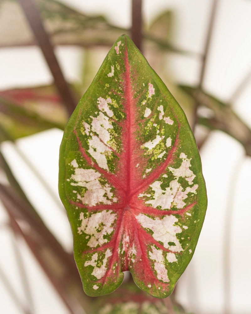 Caladium 'Tapestry'
