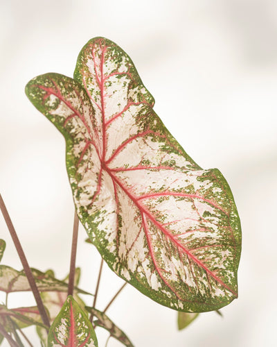 Caladium 'Tapestry'