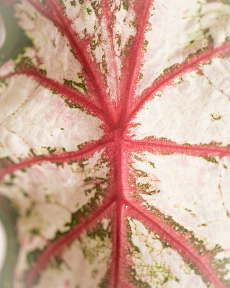 Caladium 'Tapestry'