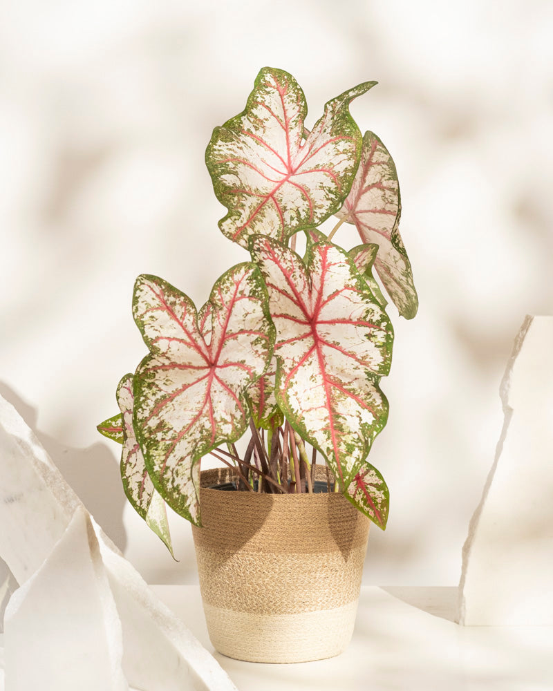 Caladium 'Tapestry'