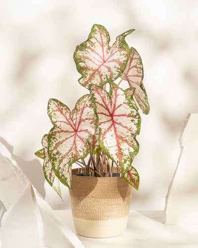 Caladium 'Tapestry'