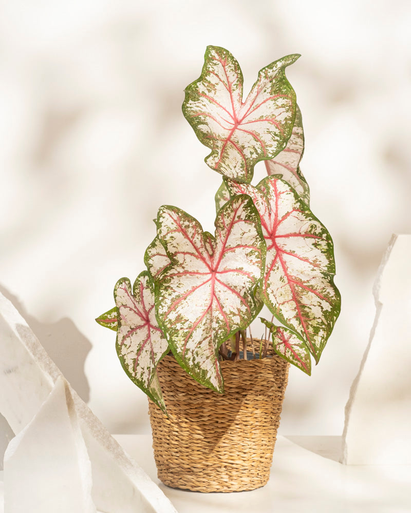 Caladium 'Tapestry'