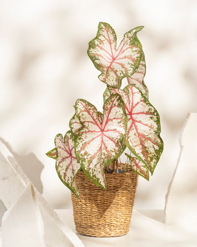 Caladium 'Tapestry'