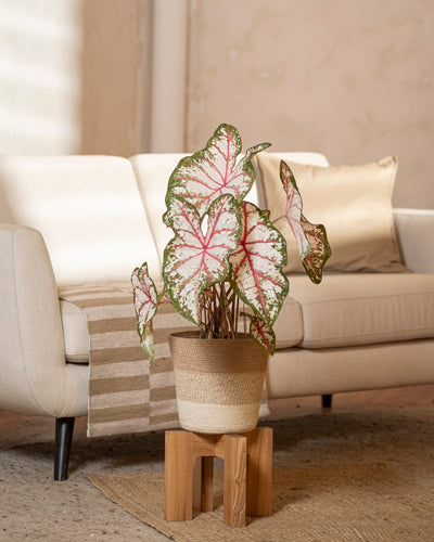 Caladium 'Tapestry'