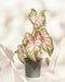 Caladium 'Tapestry'