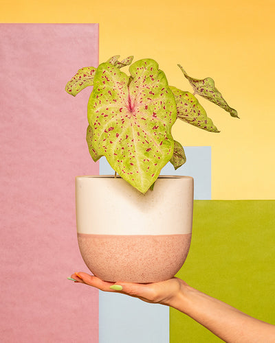 Caladium 'Miss Muffet' in einem Keramiktopf von feey auf einer Hand