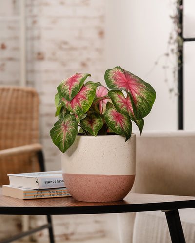 Caladium 'Rosebud' auf einem Kaffeetisch im Wohnzimmer