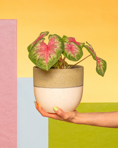 Caladium 'Rosebud' in einem Keramiktopf von feey auf einer Hand