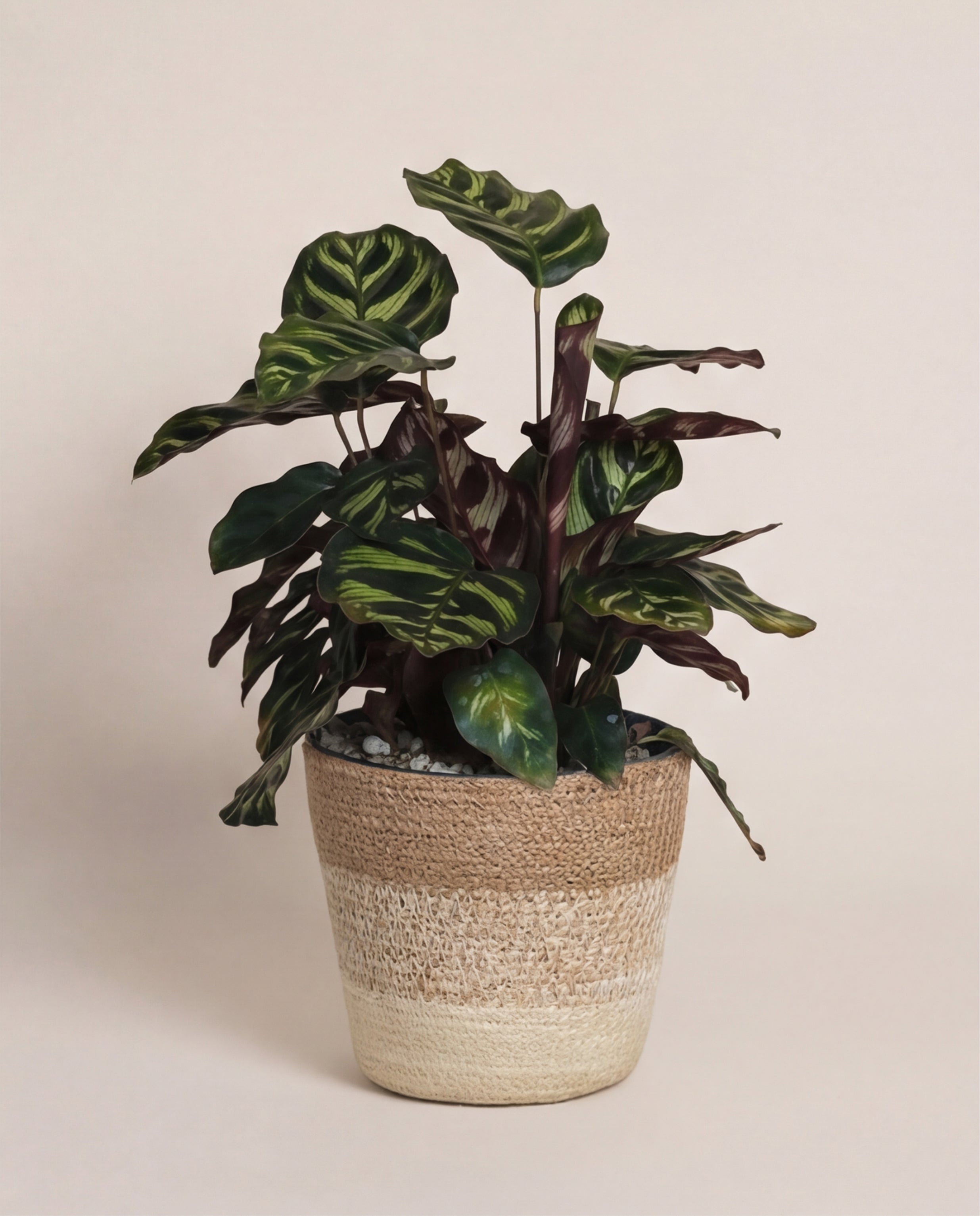 Die Kleine Calathea makoyana - feey präsentiert sich mit ihren auffallend dunkel- und hellgrün gestreiften Blättern in einem geflochtenen beigen Korb und ist damit eine herausragende Wahl als Zimmerpflanze für jeden Raum.