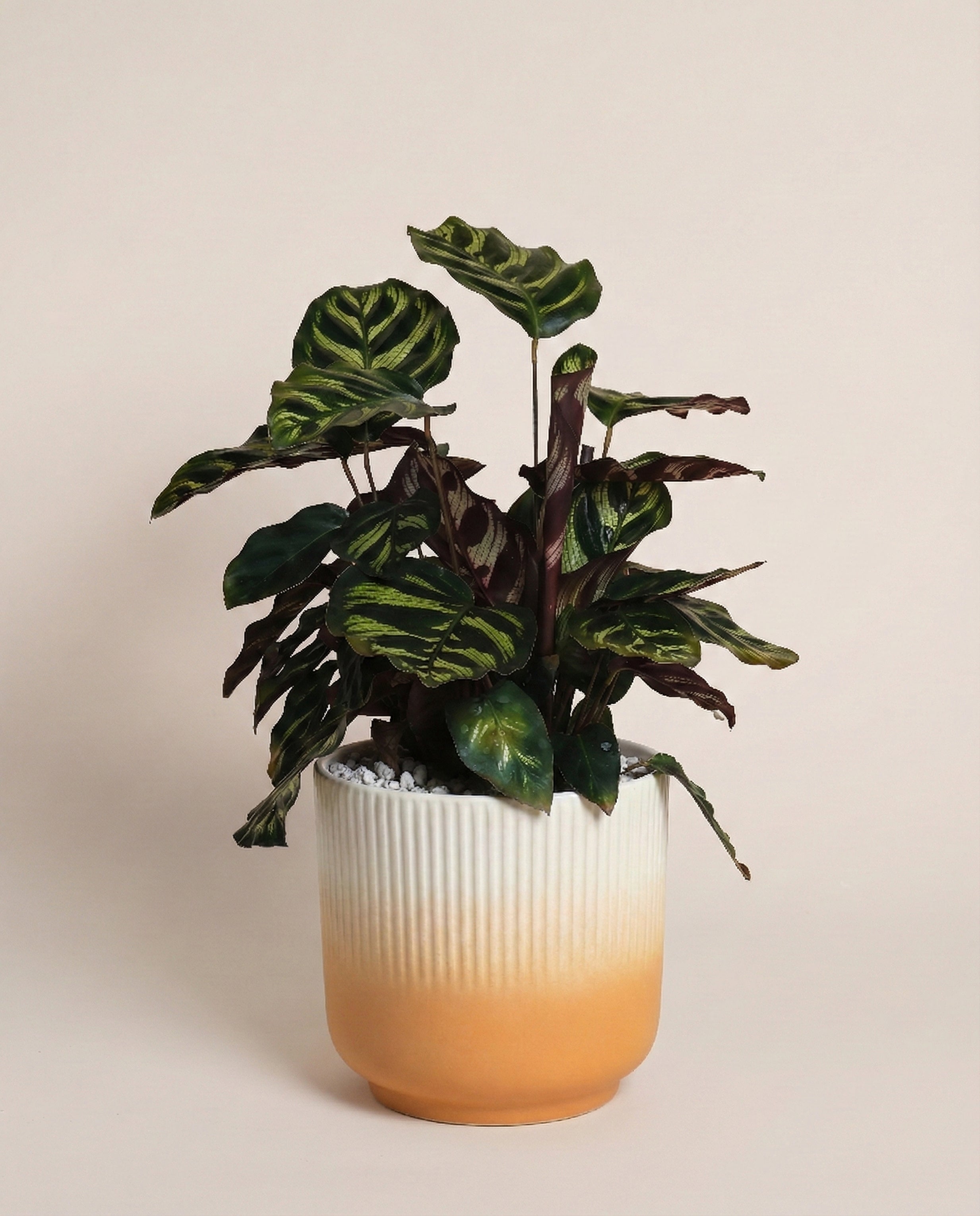 Die Kleine Calathea makoyana - feey ist eine grünblättrige Zimmerpflanze mit gemusterten Blättern in einem gerippten Keramiktopf, der oben weiß ist und dann in Orange übergeht, vor einem einfarbig beigen Hintergrund.