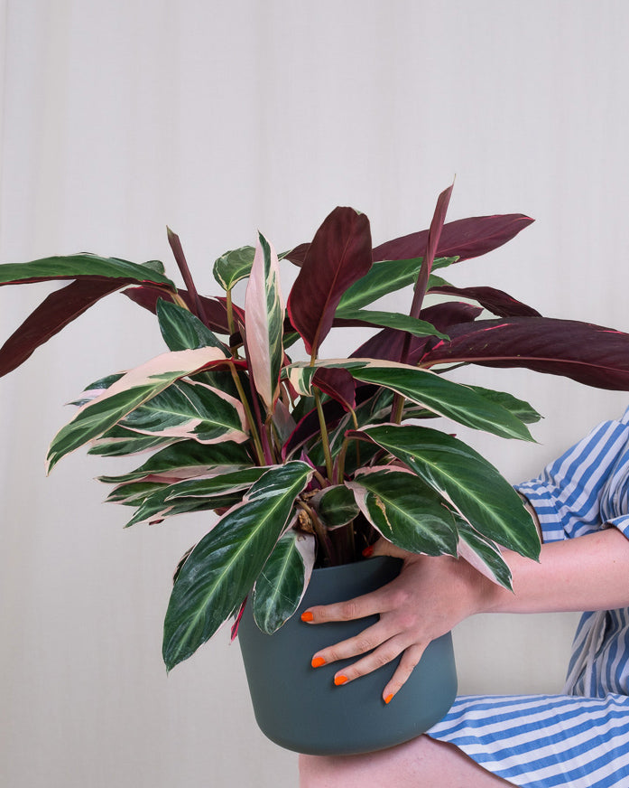 Eine Calathea Triostar in einem anthrazitfarben Übertopf wird hochgehalten.