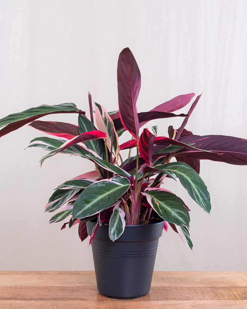 Eine Calathea Triostar in einem schwarzen Innentopf.