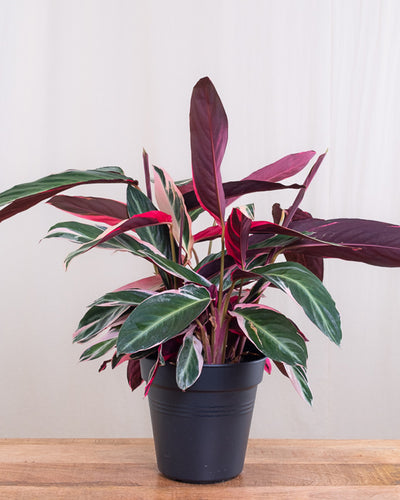 Eine Calathea Triostar in einem schwarzen Innentopf.