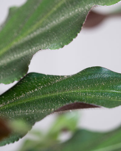 Detailaufnahme des Blattes von der Calathea rufibarba
