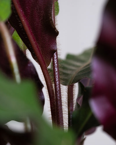 Detailaufnahme des Blattes von der Calathea rufibarba