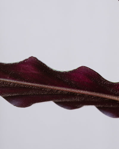 Detailaufnahme des Blattes von der Calathea rufibarba