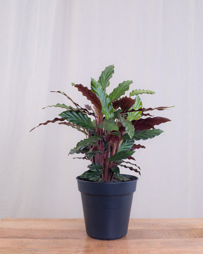 Calathea rufibarba ohne Übertopf