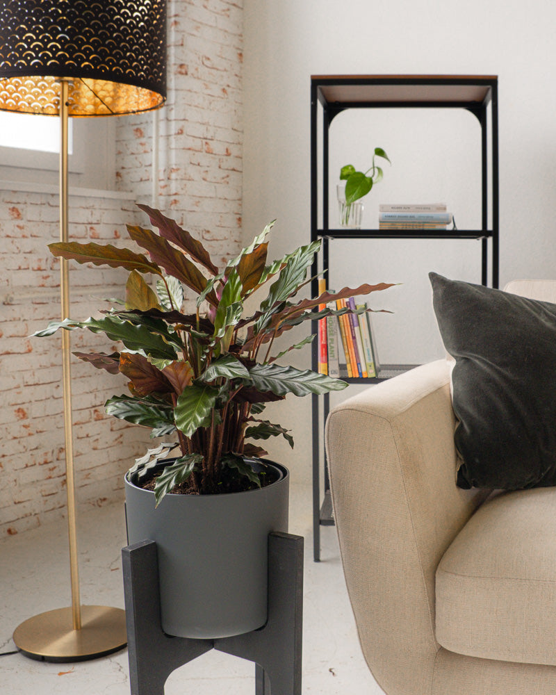 Calathea rufibarba im Anthrazit Übertopf auf einem schwarzen Holzständer im Wohnzimmer stehend