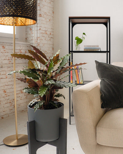 Calathea rufibarba im Anthrazit Übertopf auf einem schwarzen Holzständer im Wohnzimmer stehend
